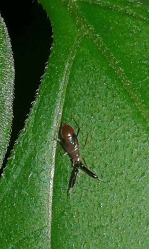 Miridae : ninfa di Heterotoma sp.?  S